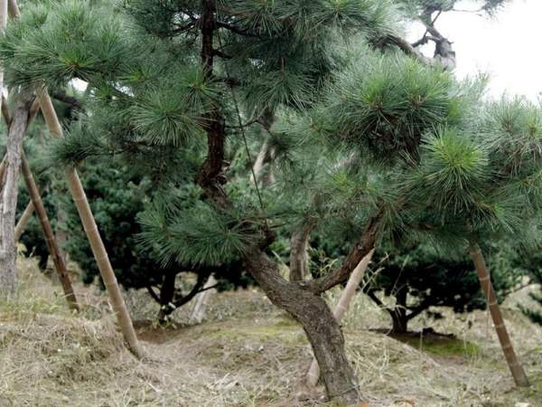 造型黑松樹哪里便宜？哪家的質(zhì)量好？