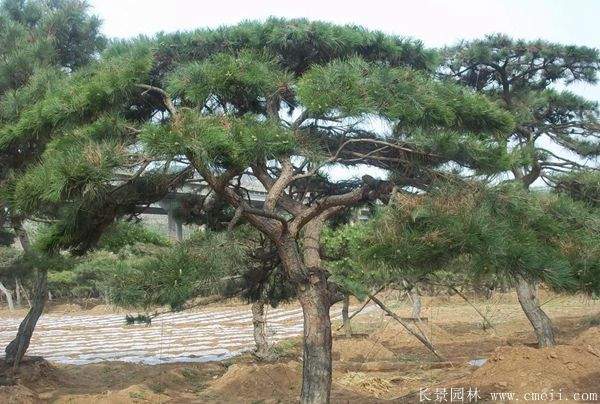黑松造型