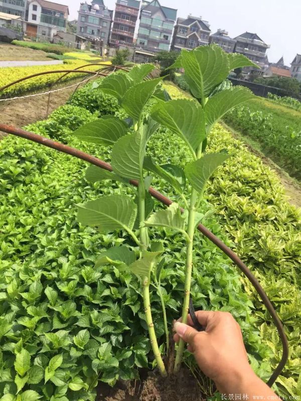 八仙花圖片基地實拍 八仙花圖片基地實拍