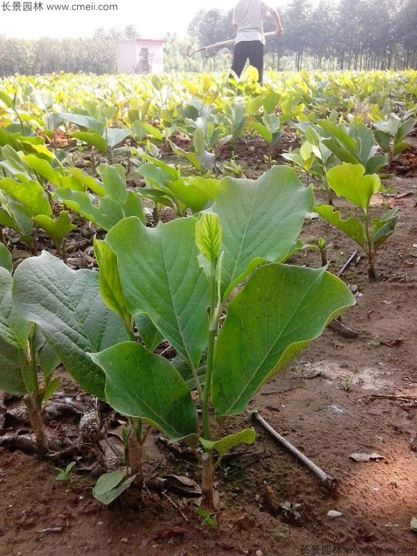 黃玉蘭種子發芽出苗圖片
