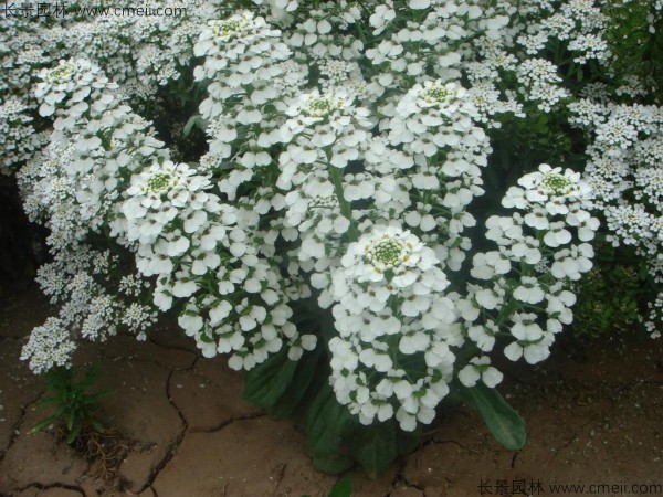 蜂室花種子發芽出苗開花圖片 蜂室花種子發芽出苗開花圖片
