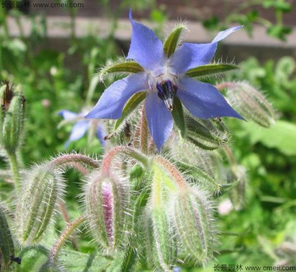 琉璃苣種子發芽出苗開花圖片 琉璃苣種子發芽出苗開花圖片