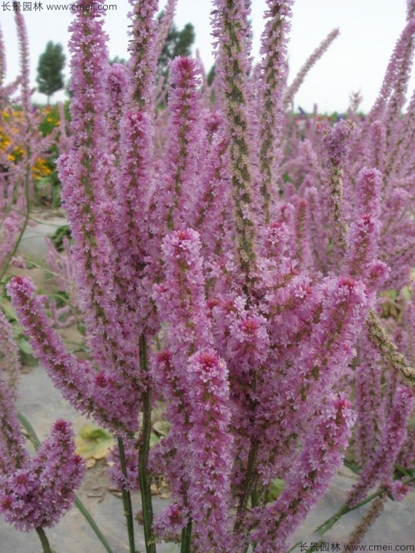 情人草種子發芽出苗開花圖片 情人草種子發芽出苗開花圖片