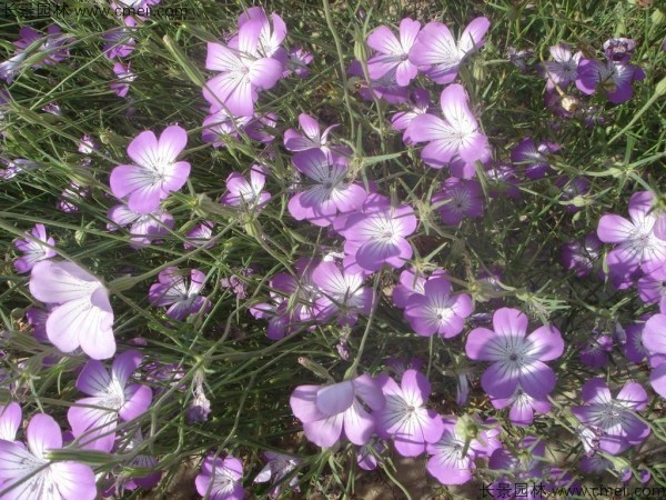 麥仙翁種子發芽出苗開花圖片 麥仙翁種子發芽出苗開花圖片