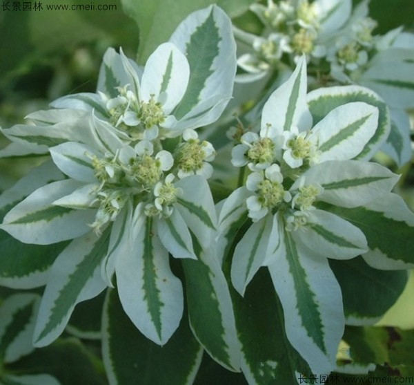銀邊翠種子發芽出苗圖片 銀邊翠種子發芽出苗圖片
