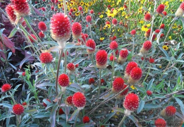 千日紅種子發芽出苗開花圖片 千日紅種子發芽出苗開花圖片