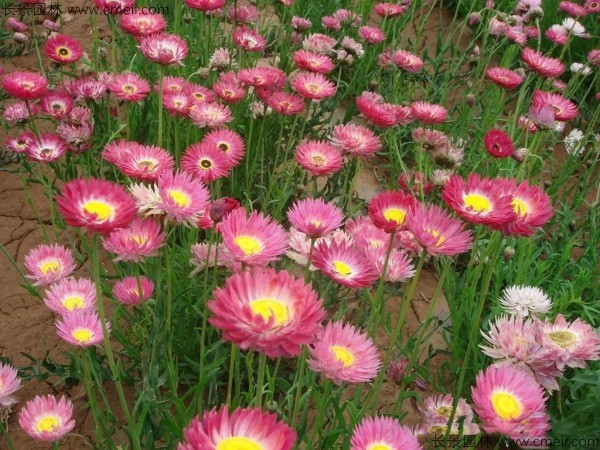 永生菊種子發芽出苗開花圖片 永生菊種子發芽出苗開花圖片
