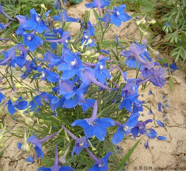 千鳥草種子發芽出苗開花圖片 千鳥草種子發芽出苗開花圖片