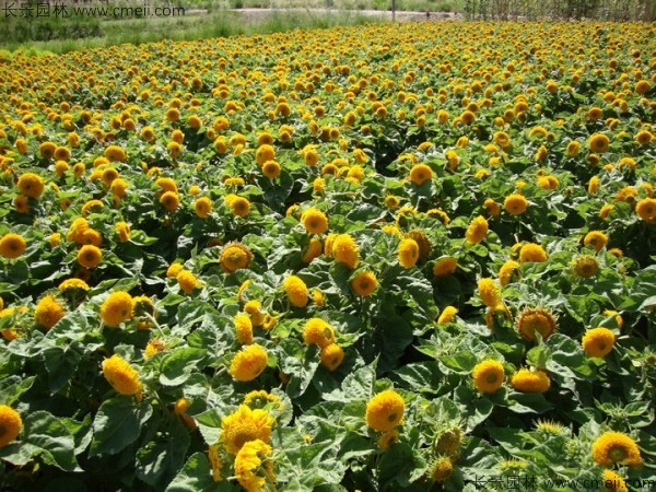 觀賞向日葵種子發芽出苗開花圖片 觀賞向日葵種子發芽出苗開花圖片