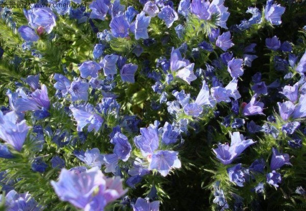 藍薊種子發芽出苗開花圖片 藍薊種子發芽出苗開花圖片