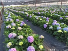 繡球花