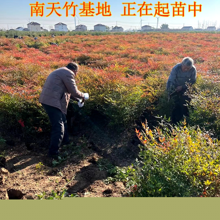 紅天竹